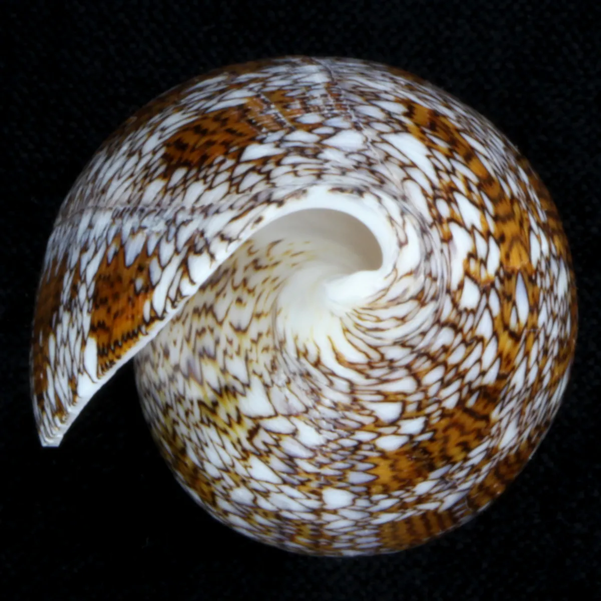 Conus Textile f. Pyramidalis