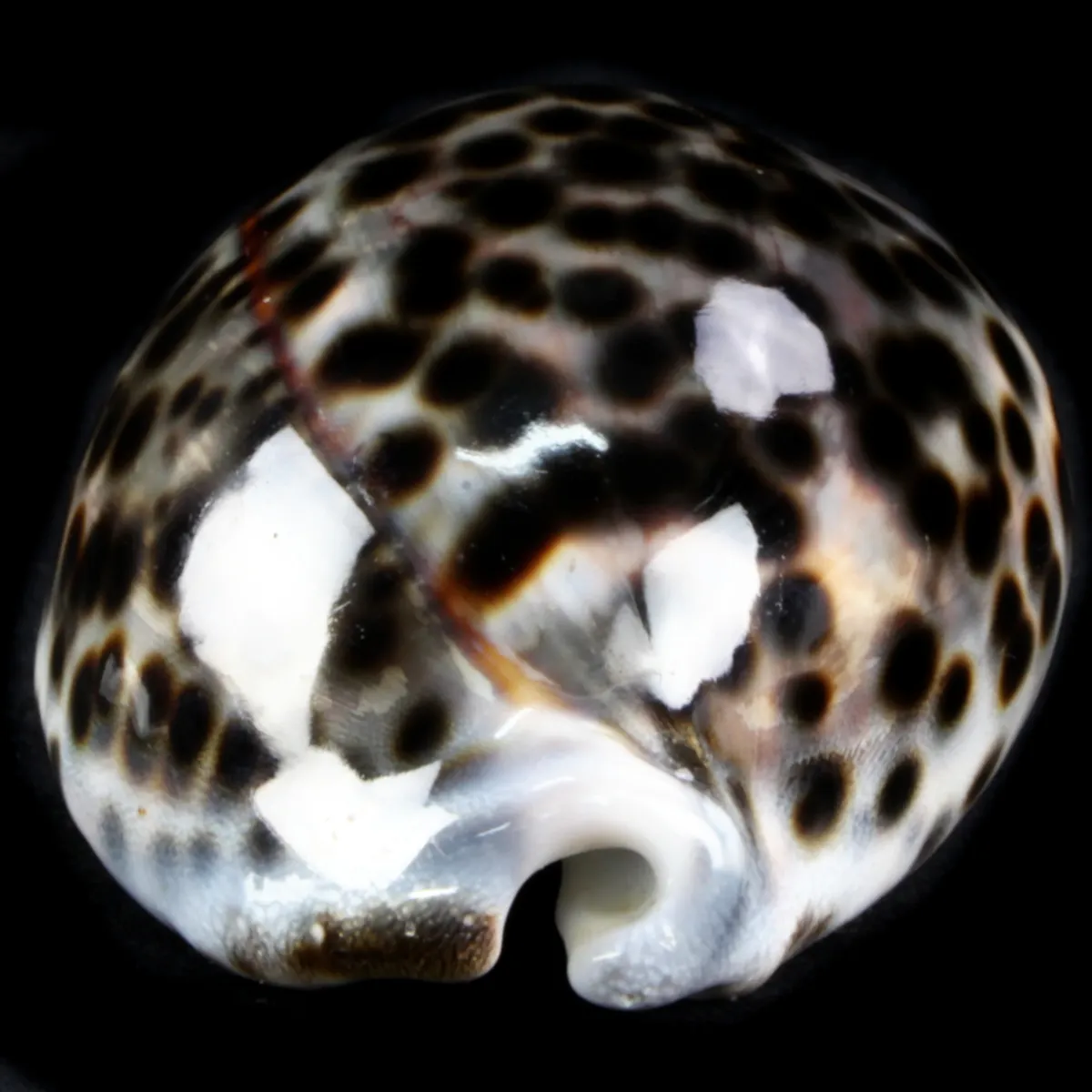 Cypraea Tigris Tigris