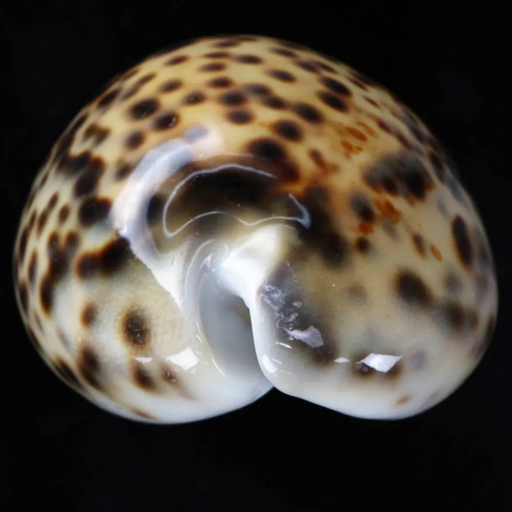Cypraea Tigris Tigris
