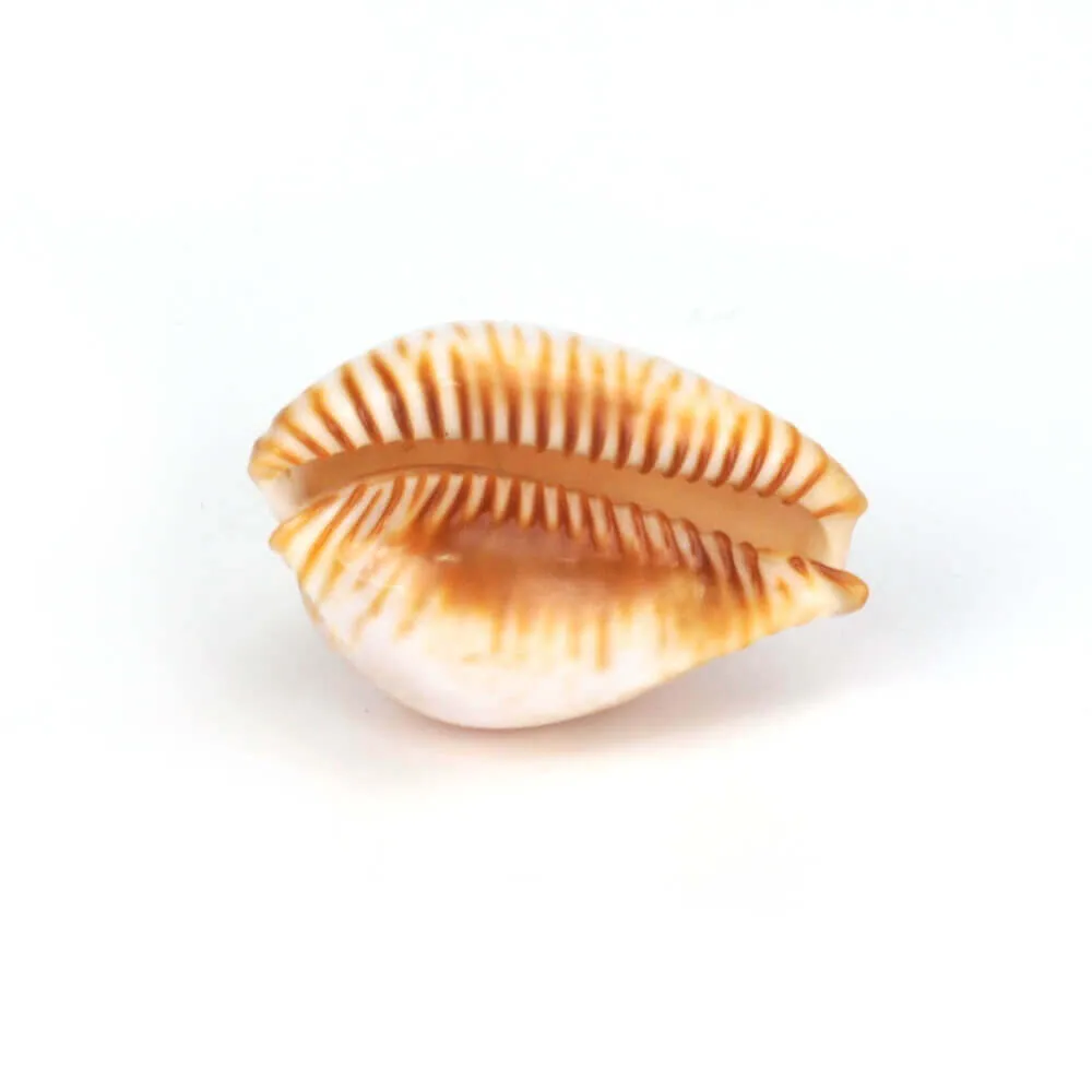 Perisserosa Guttata Azumai