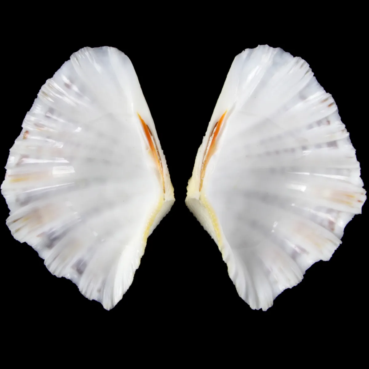 Hippopus  Pocellanus