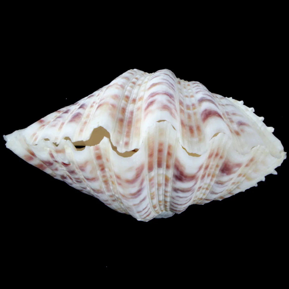 Hippopus  Pocellanus