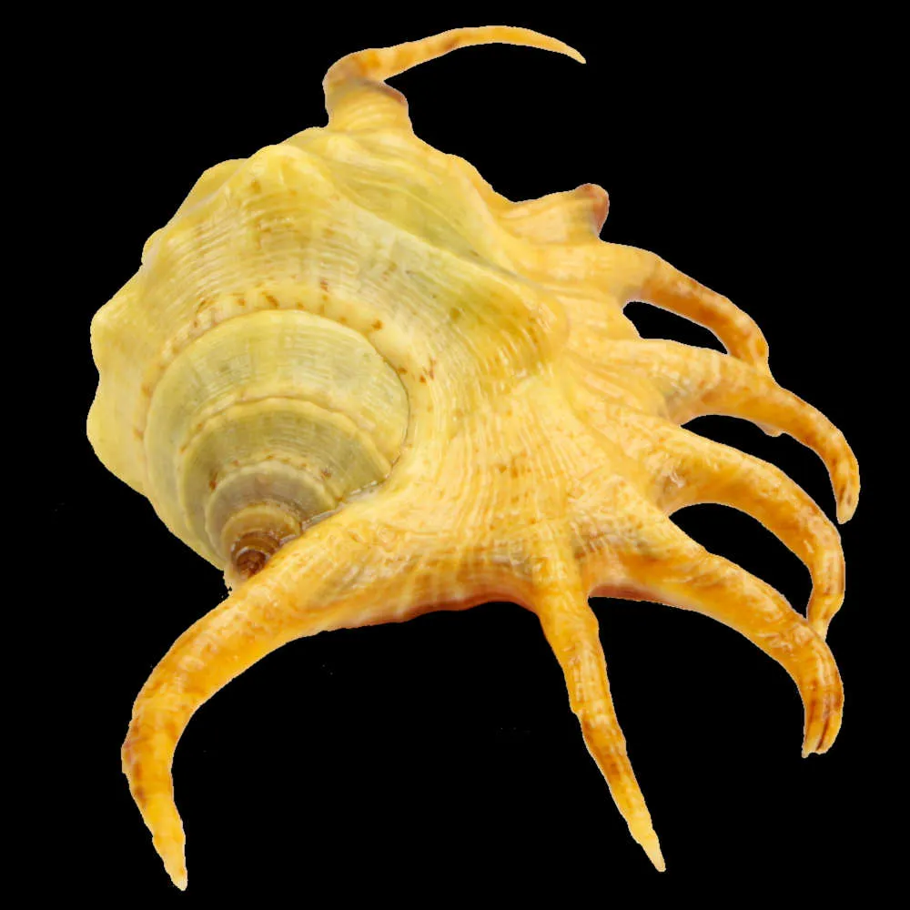 Lambis Crocata