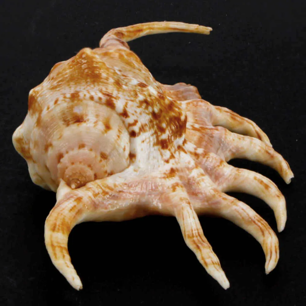 Lambis Crocata