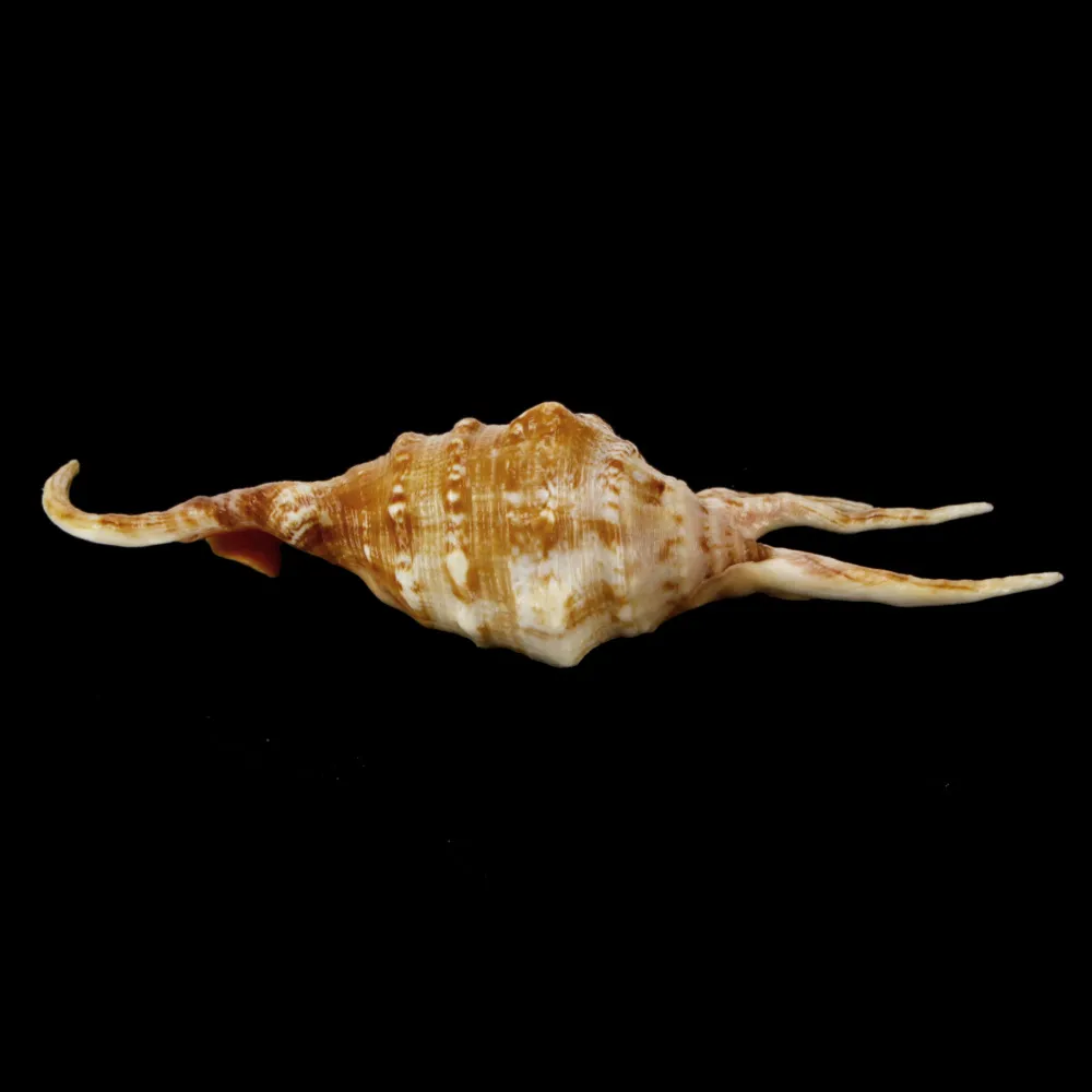 Lambis Crocata