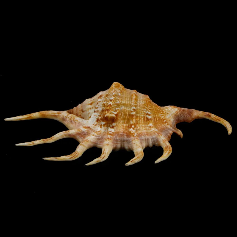 Lambis Crocata