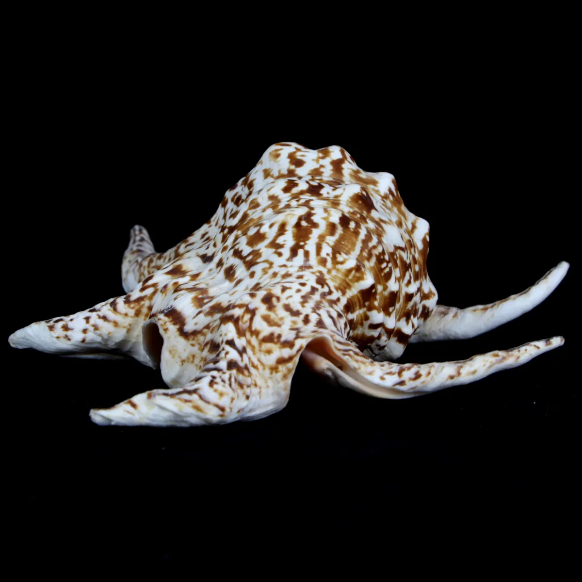 Harpago Chiragra