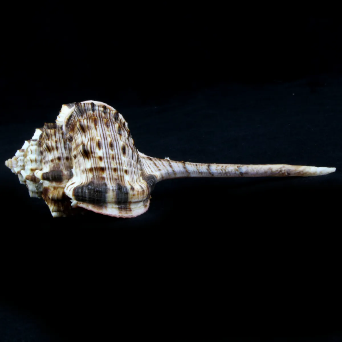 Haustellum Haustellum XL