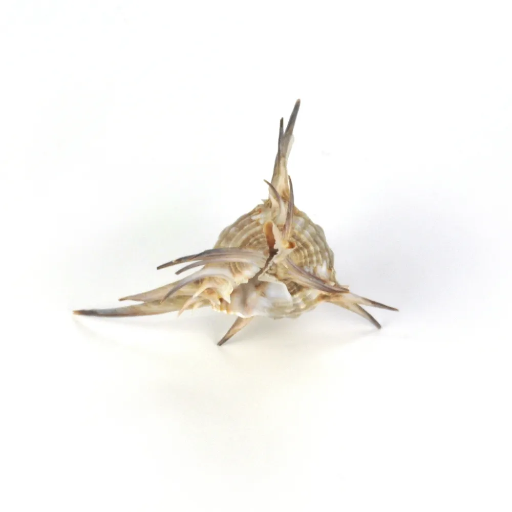 Murex Ternispina