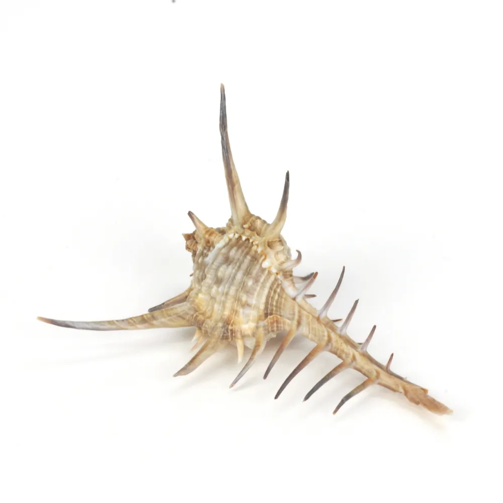 Murex Ternispina