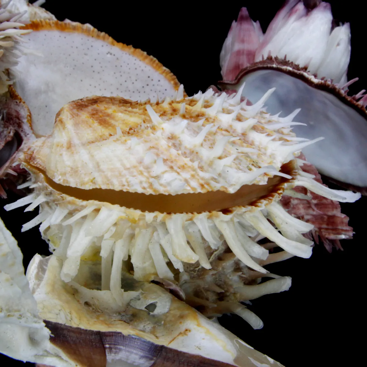 Malleus Albus e Spondylus 