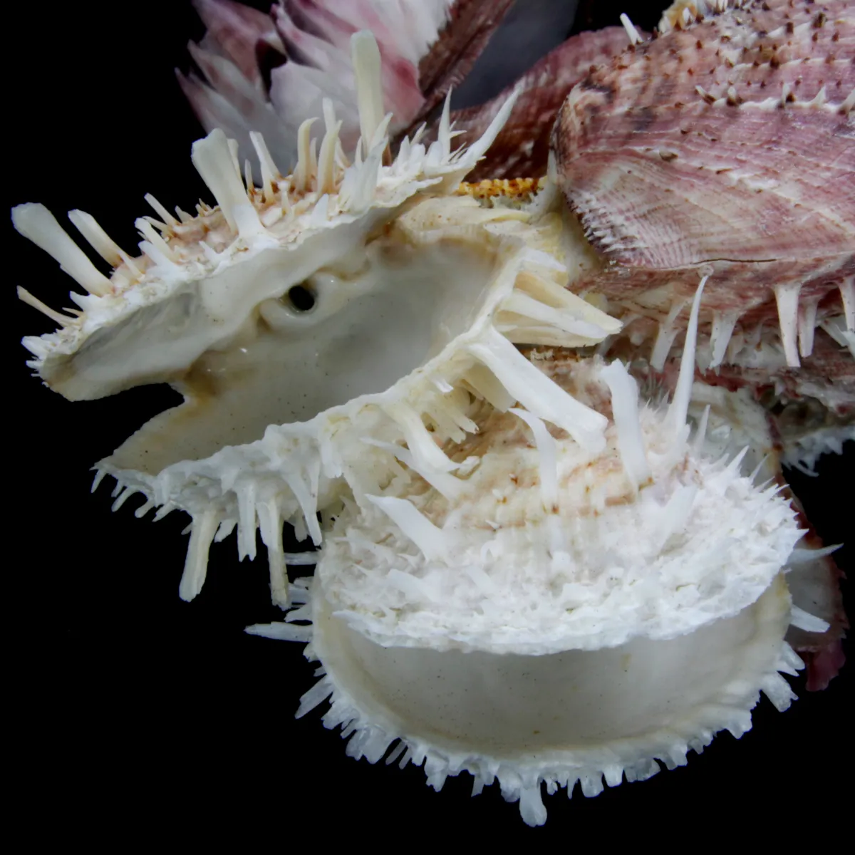 Malleus Albus e Spondylus 