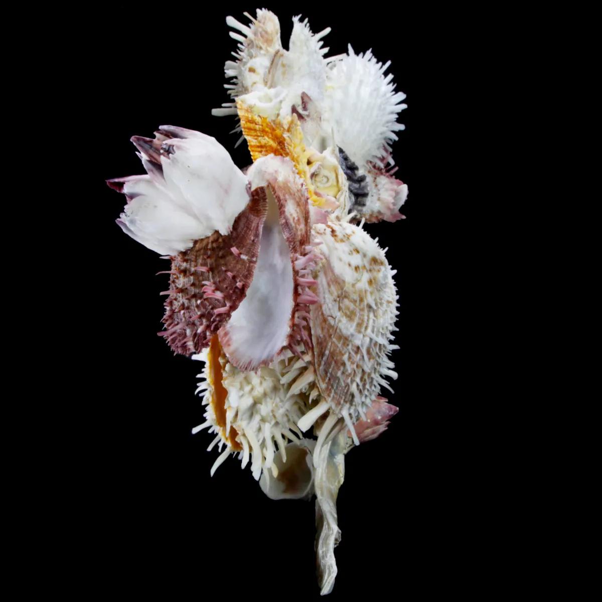 Malleus Albus e Spondylus 