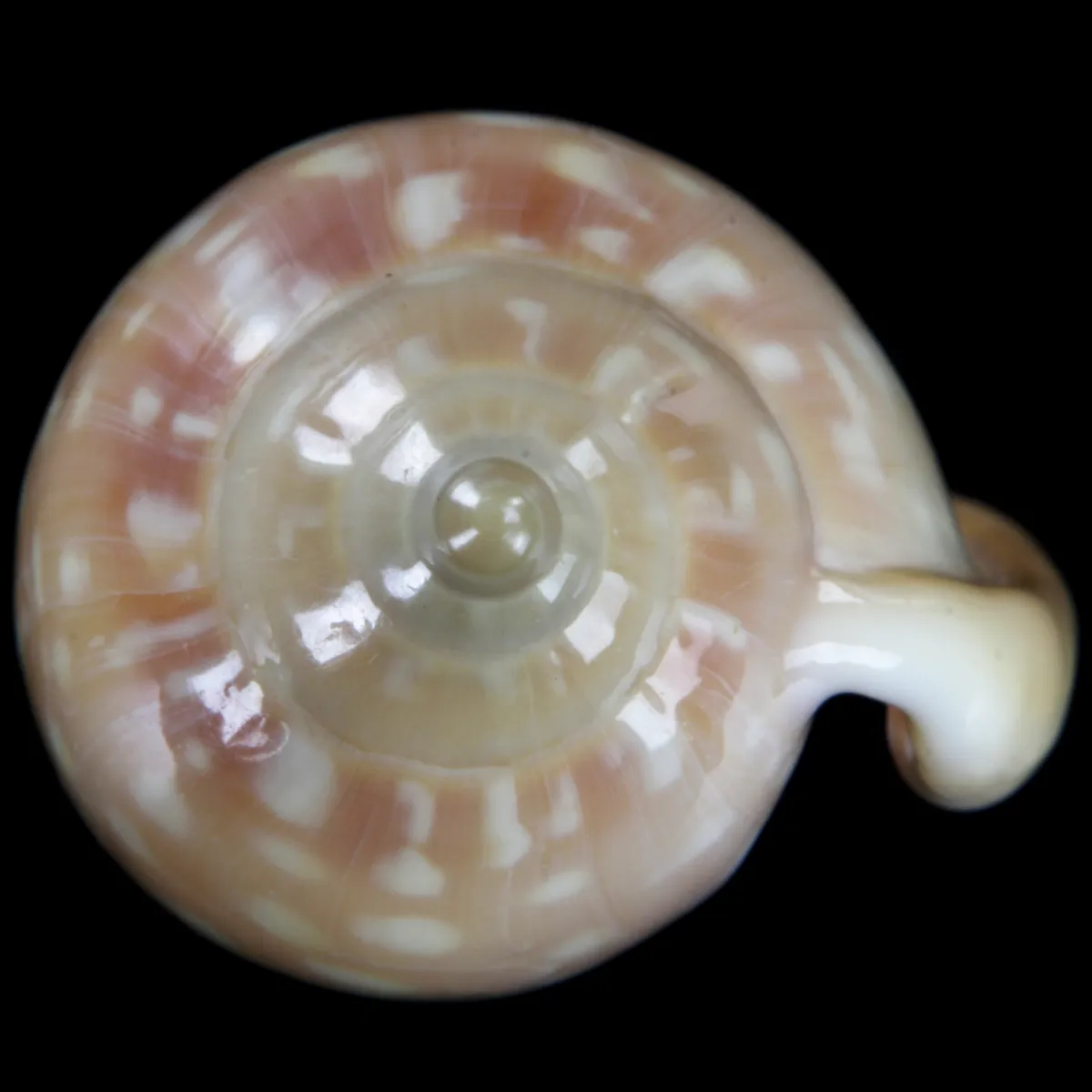 Marginella Sebastiani