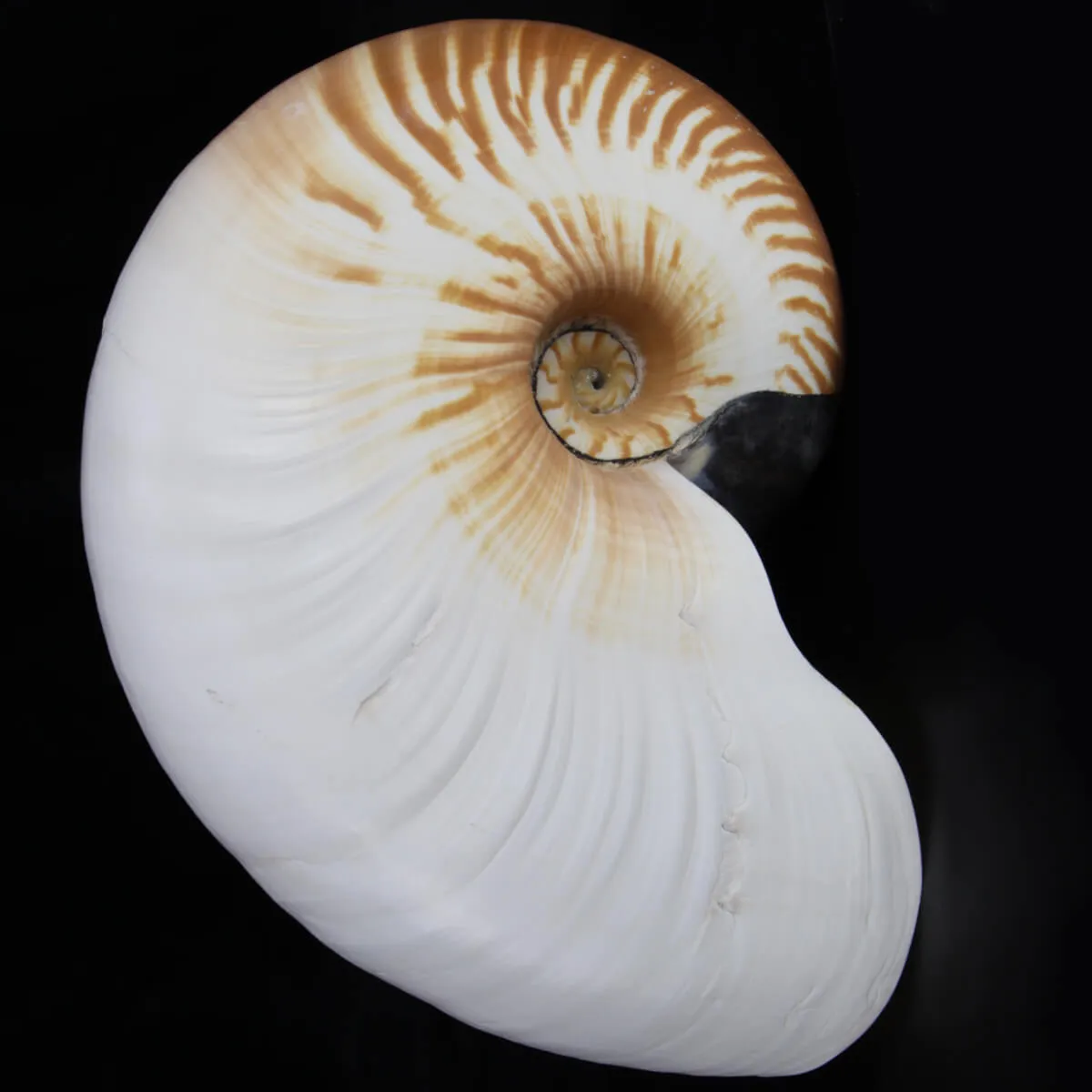 Allonautilus Scrobiculatus (Lightfoot, 1786)