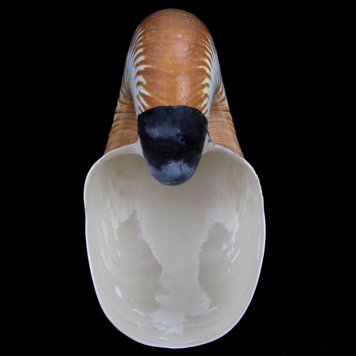 Allonautilus Scrobiculatus (Lightfoot, 1786)