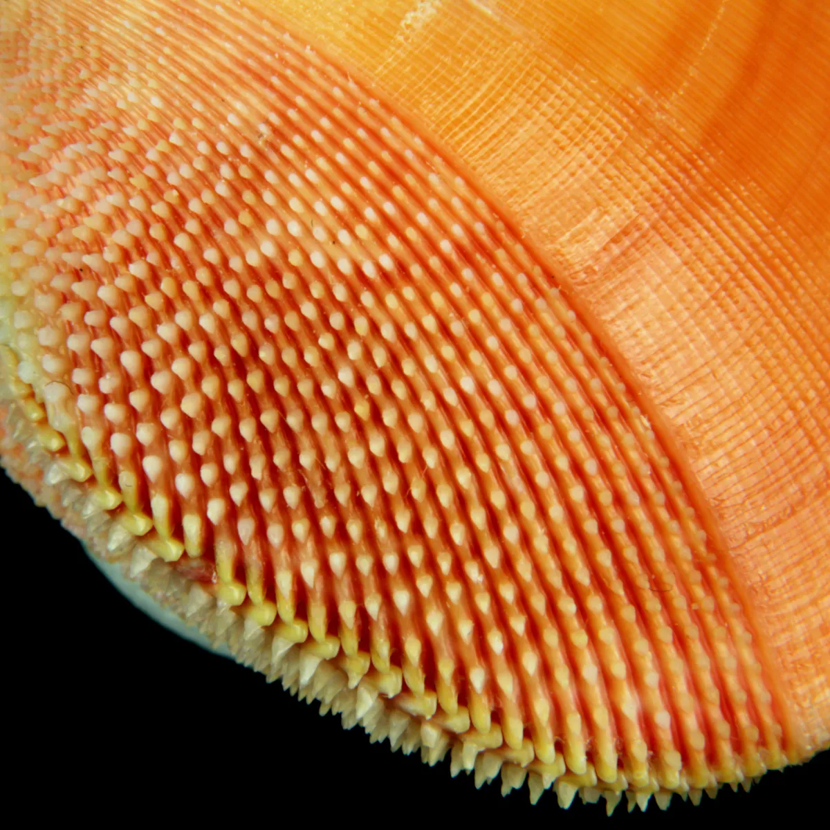 Nemocardium Bechei