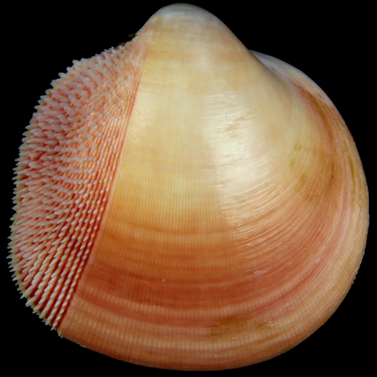 Nemocardium Bechei