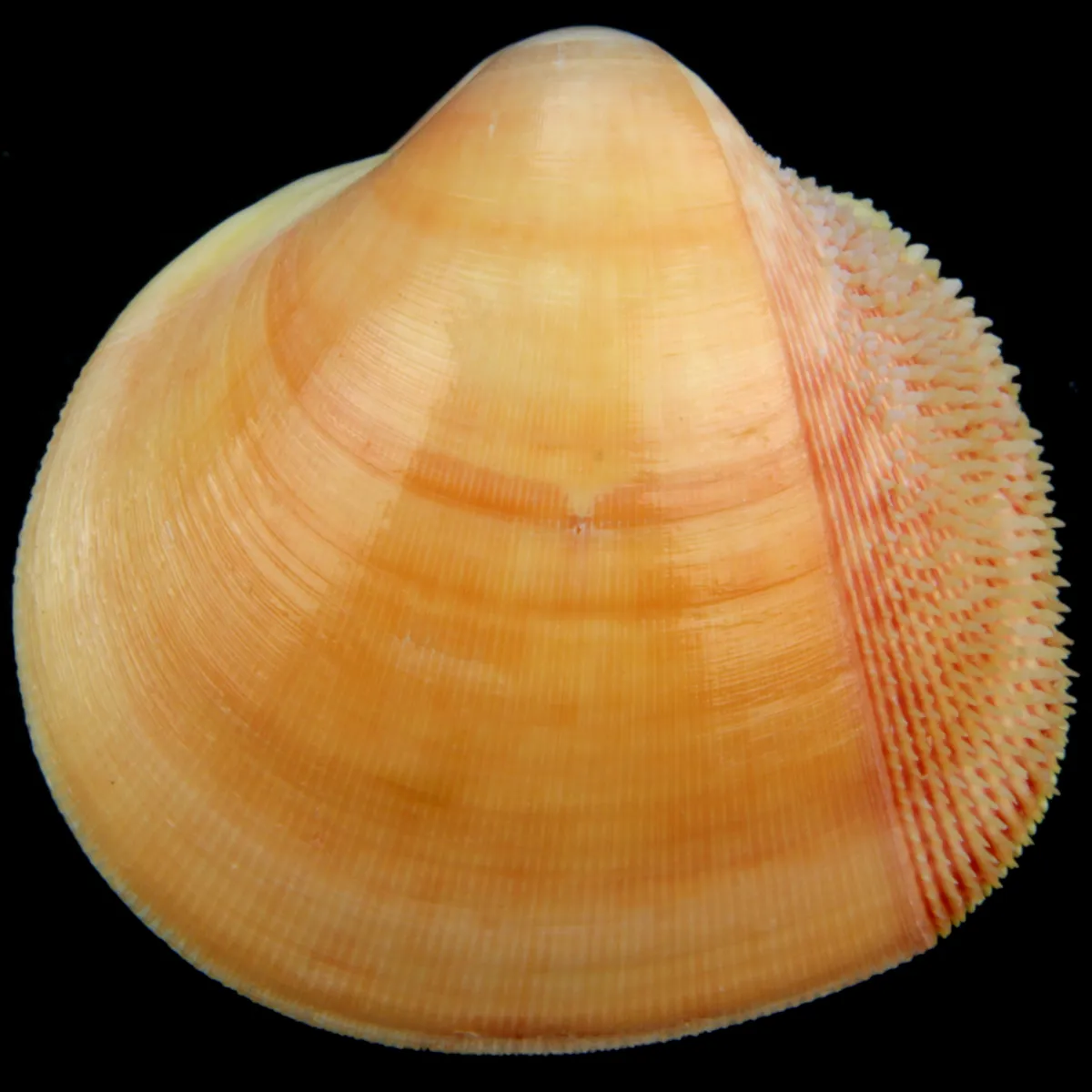 Nemocardium Bechei