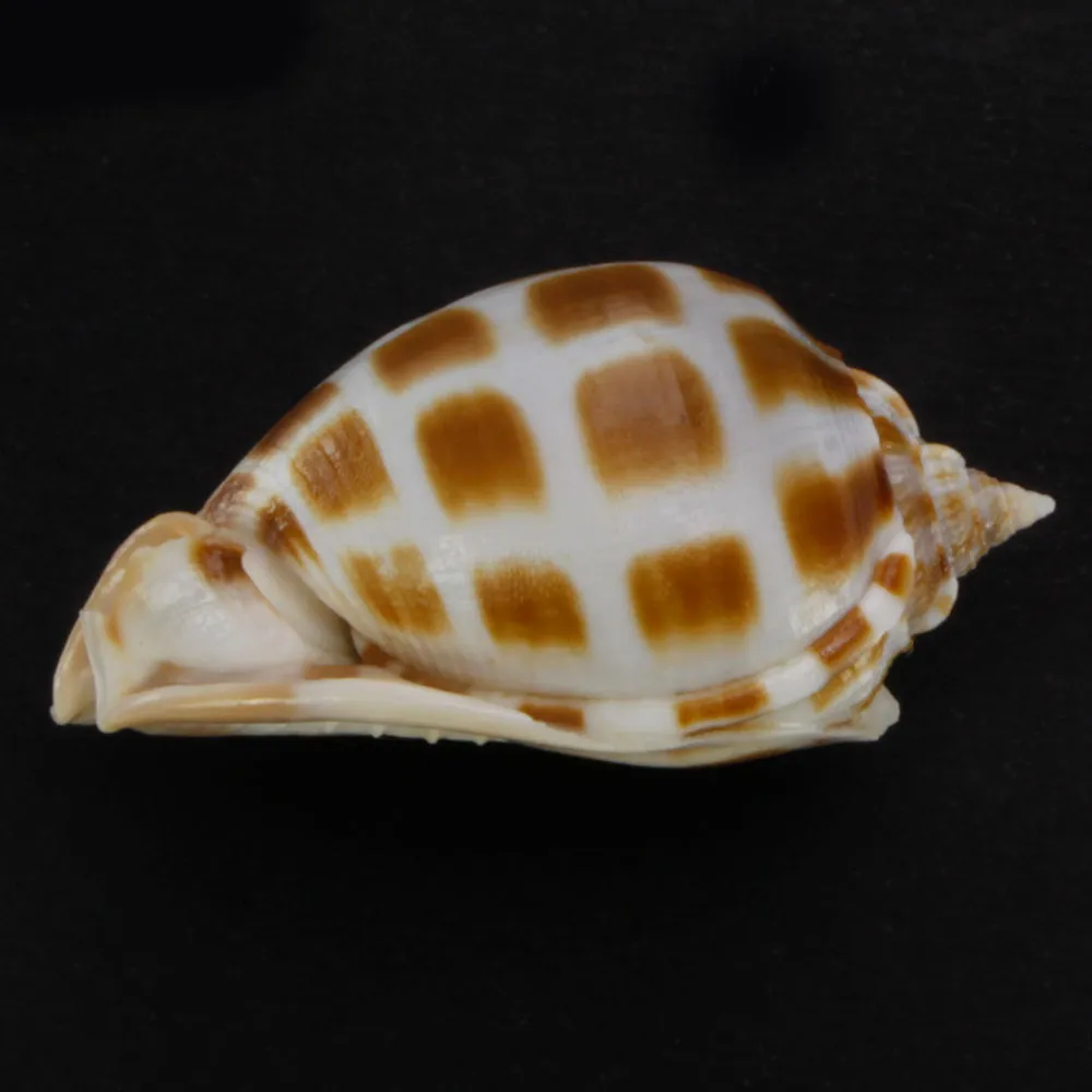 Phalium Areola
