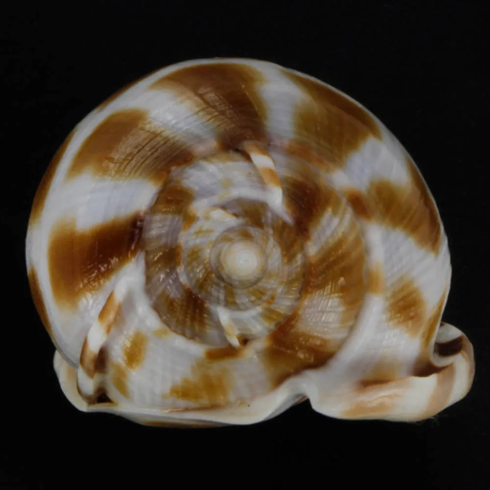 Phalium Areola