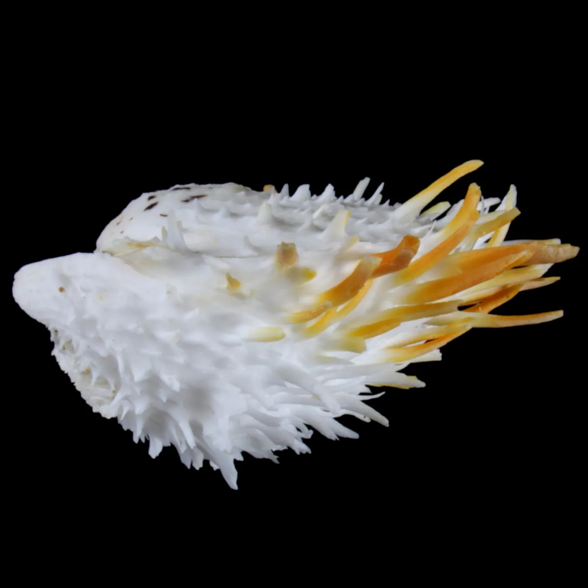 Spondylus Butleri