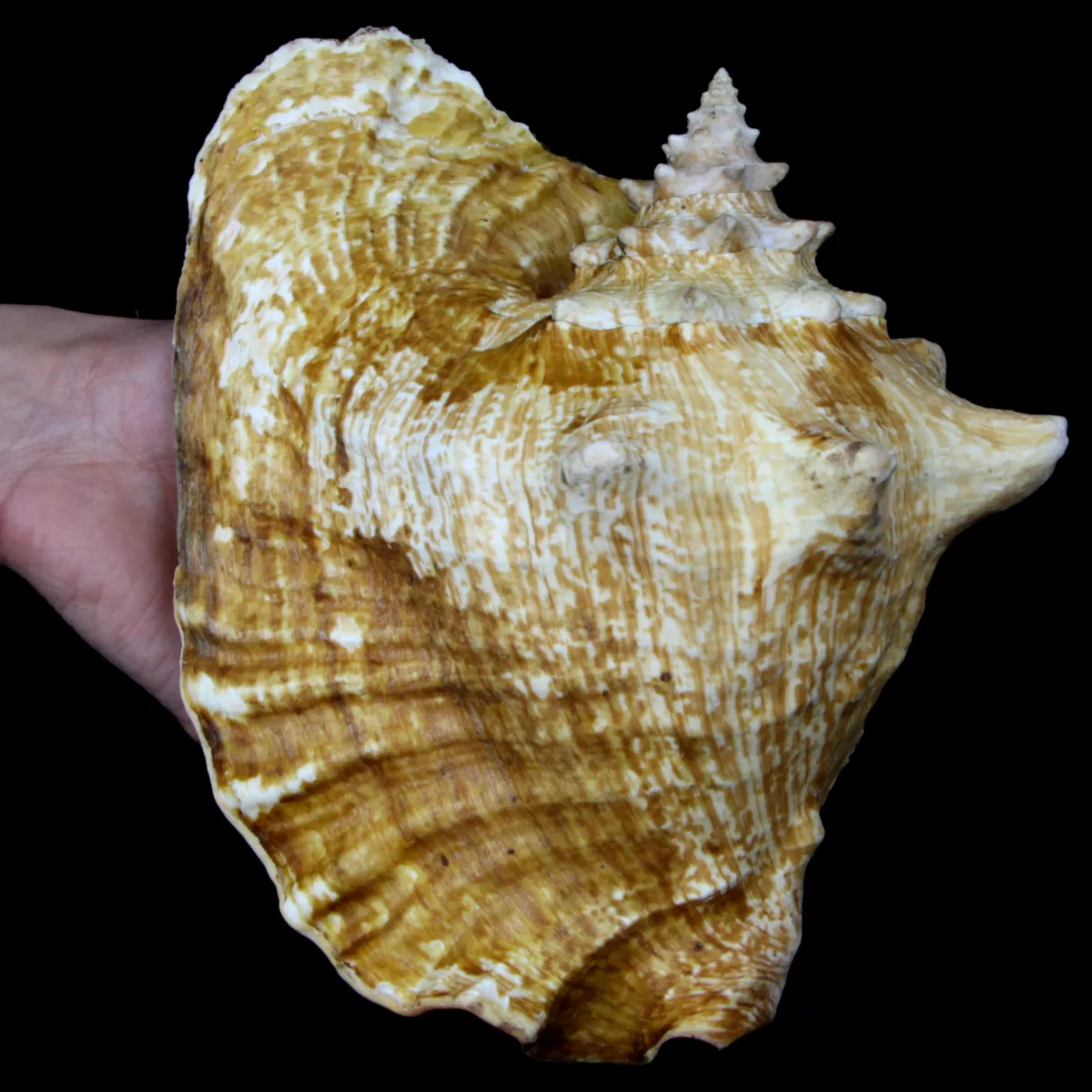 Aliger Gigas