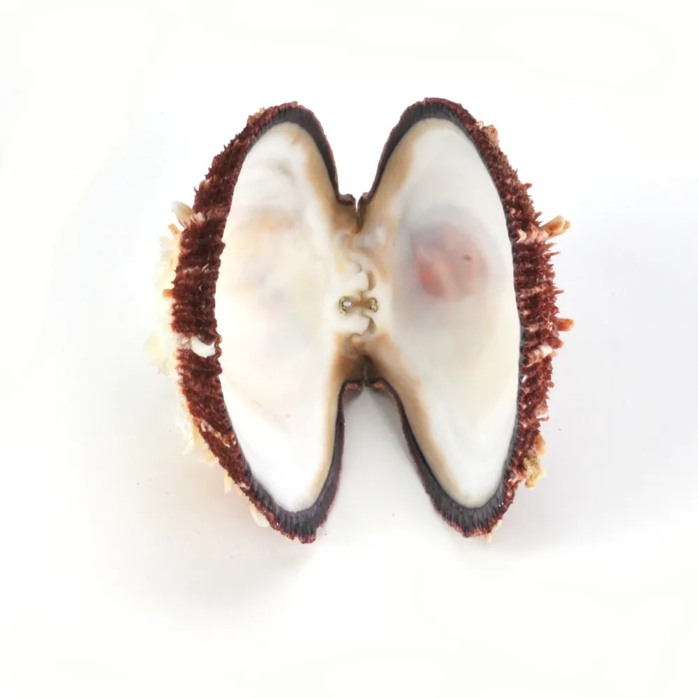 Spondylus Tenuis
