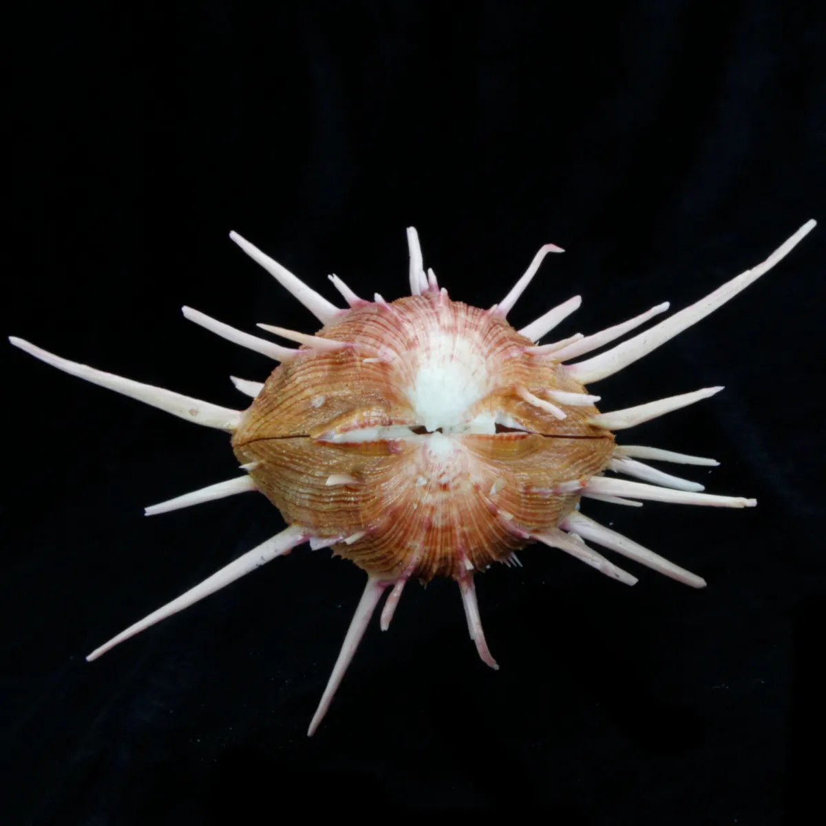 Spondylus Regius
