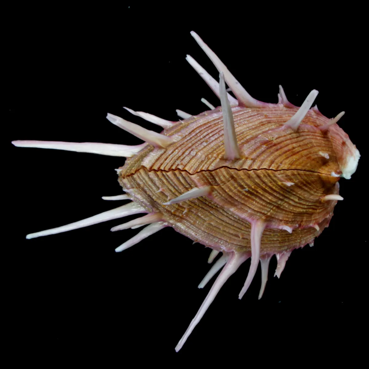 Spondylus Regius