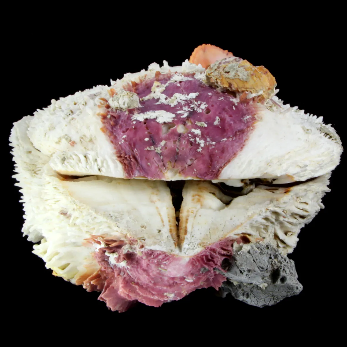 Spondylus Varius XL