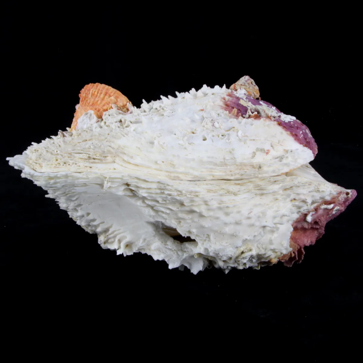 Spondylus Varius XL