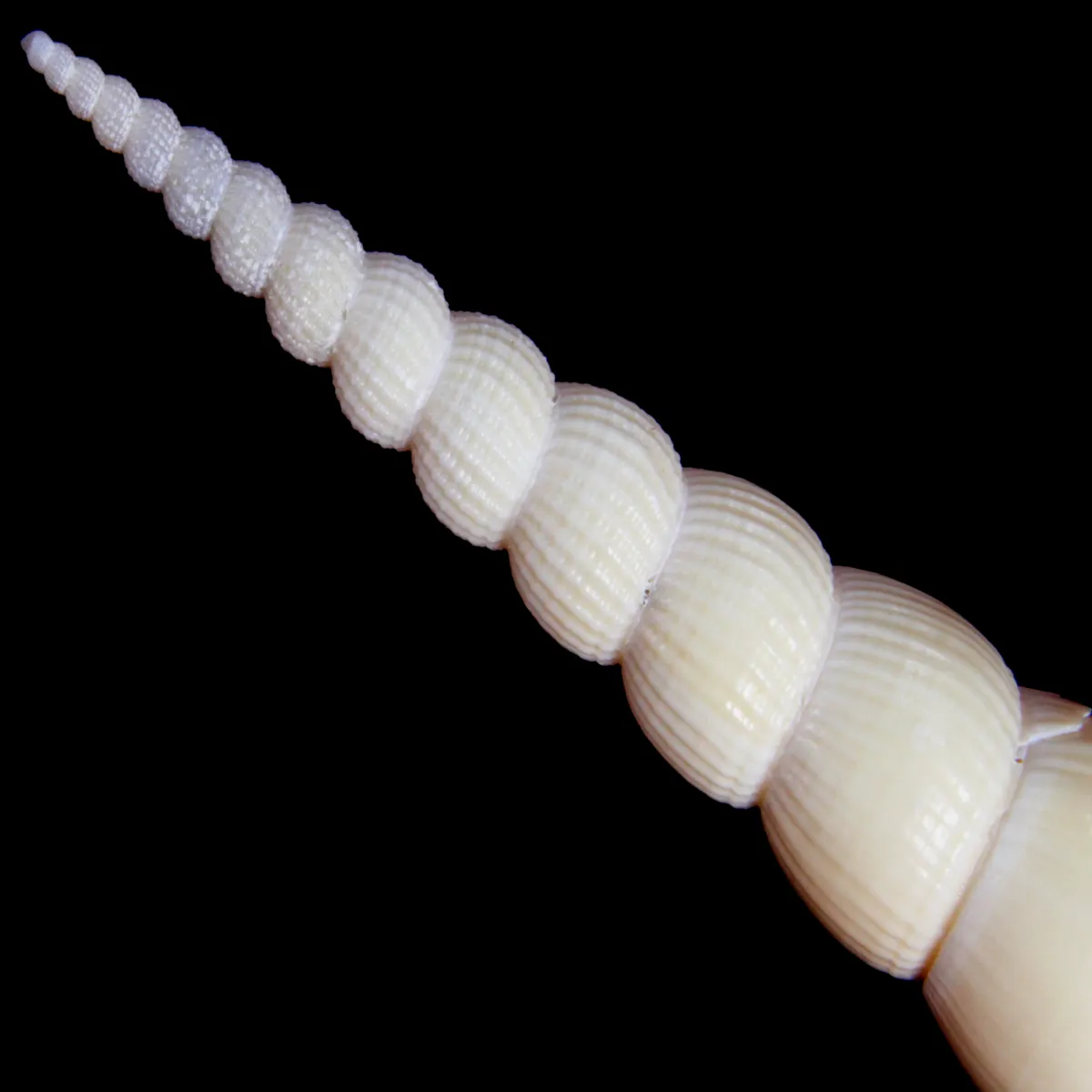 Tibia Fusus