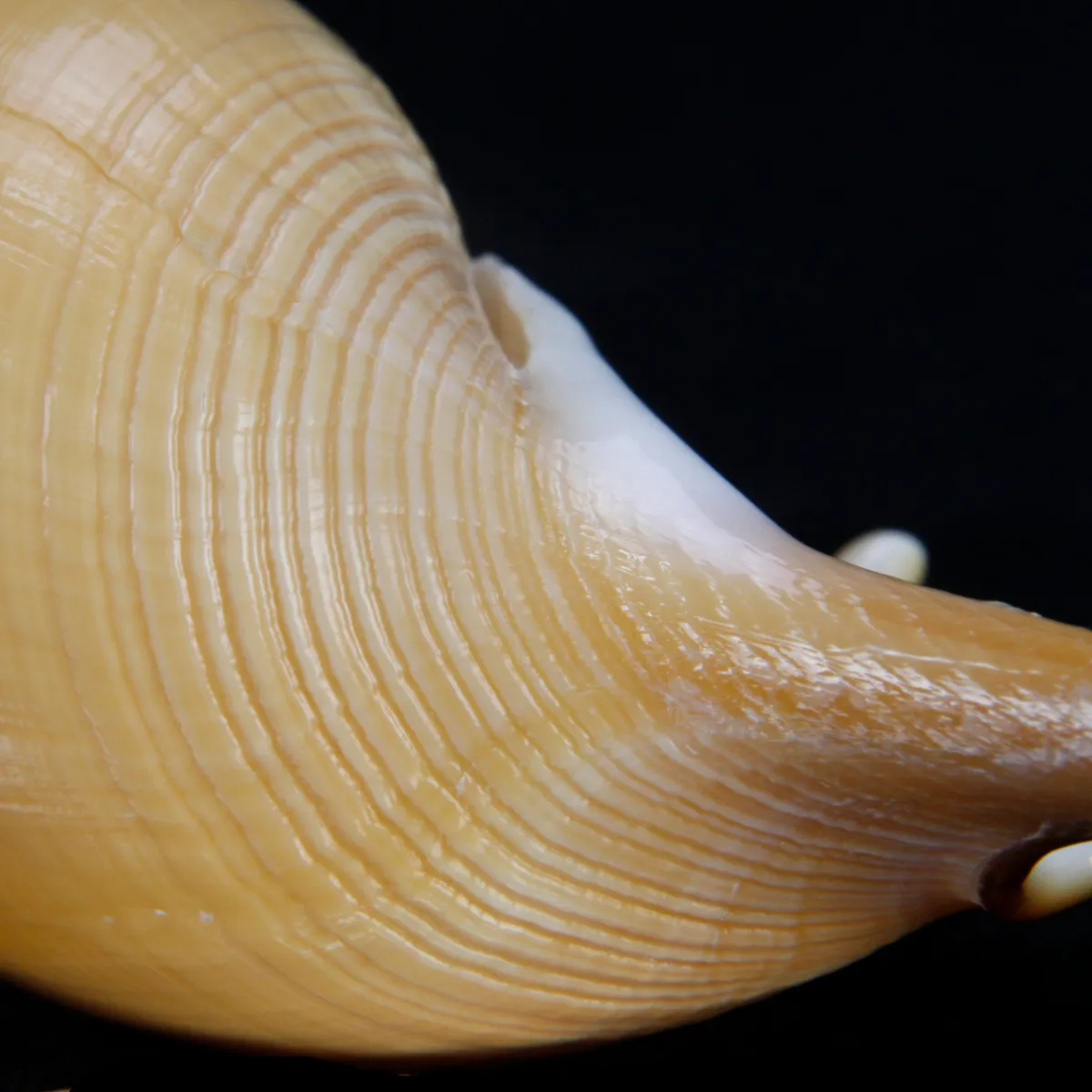 Tibia Fusus