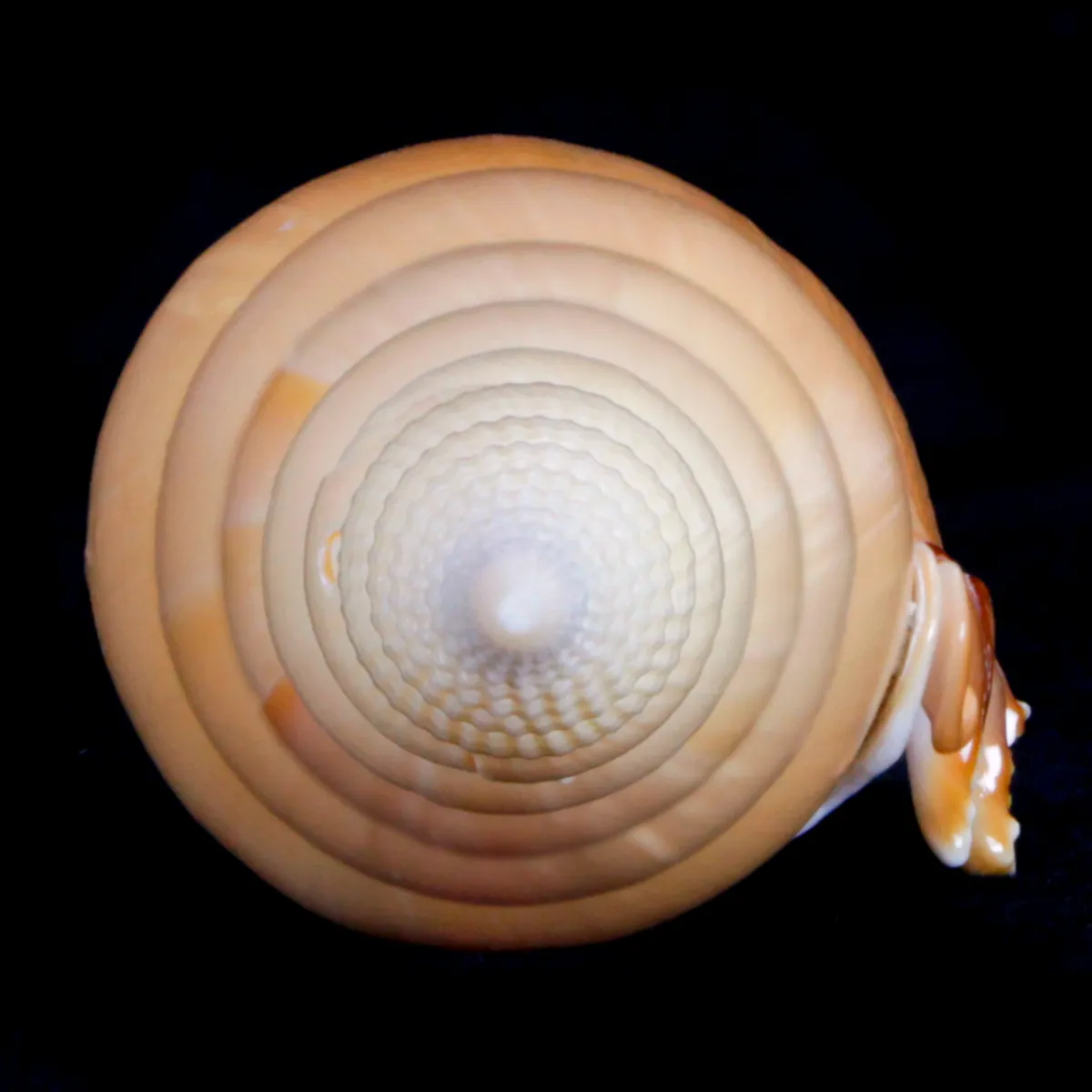 Tibia Fusus