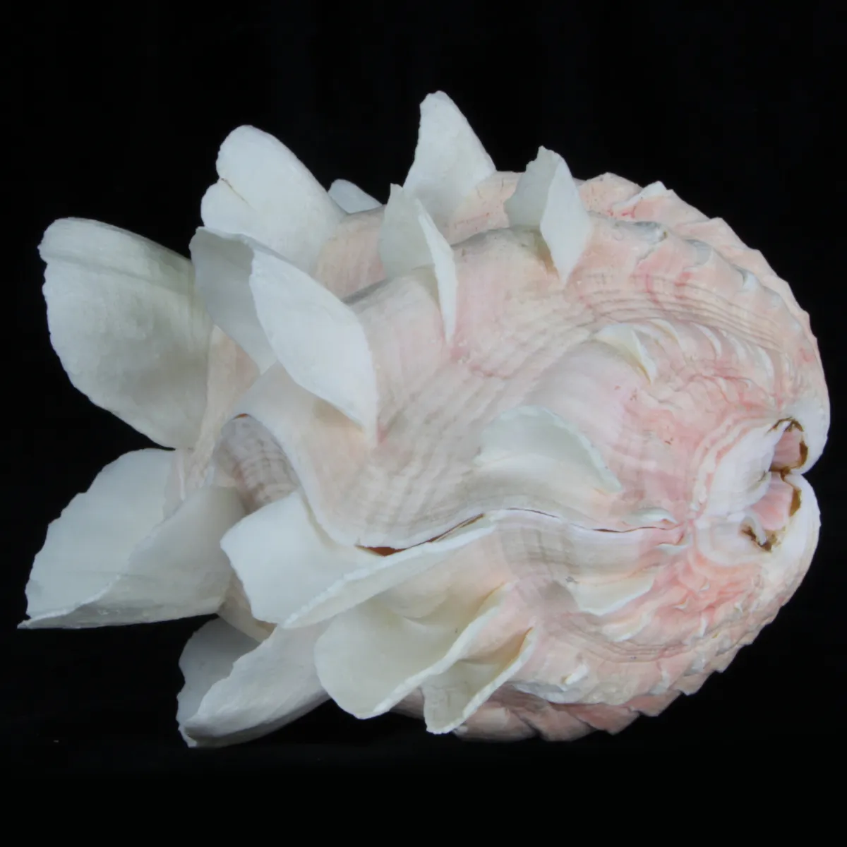 Tridacna Squamosa