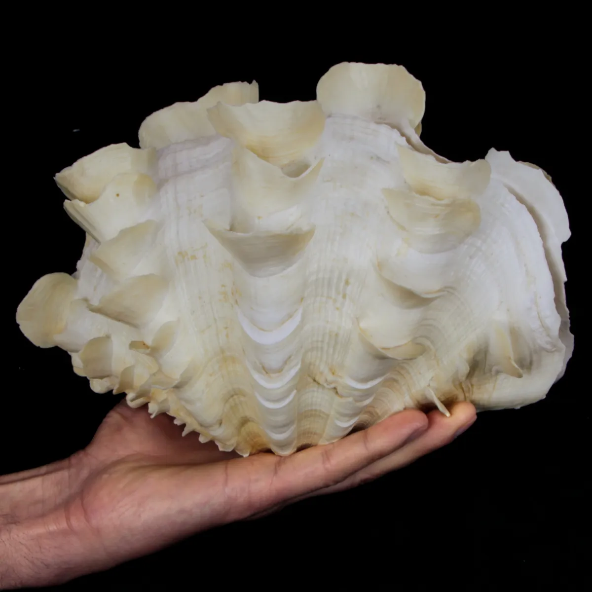Tridacna Squamosa