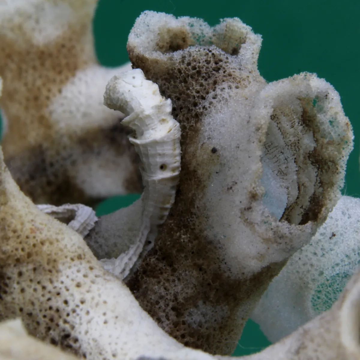 Xenophora Pallidula con Corallo