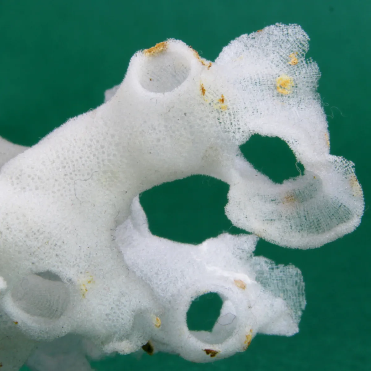 Xenophora Pallidula con Corallo