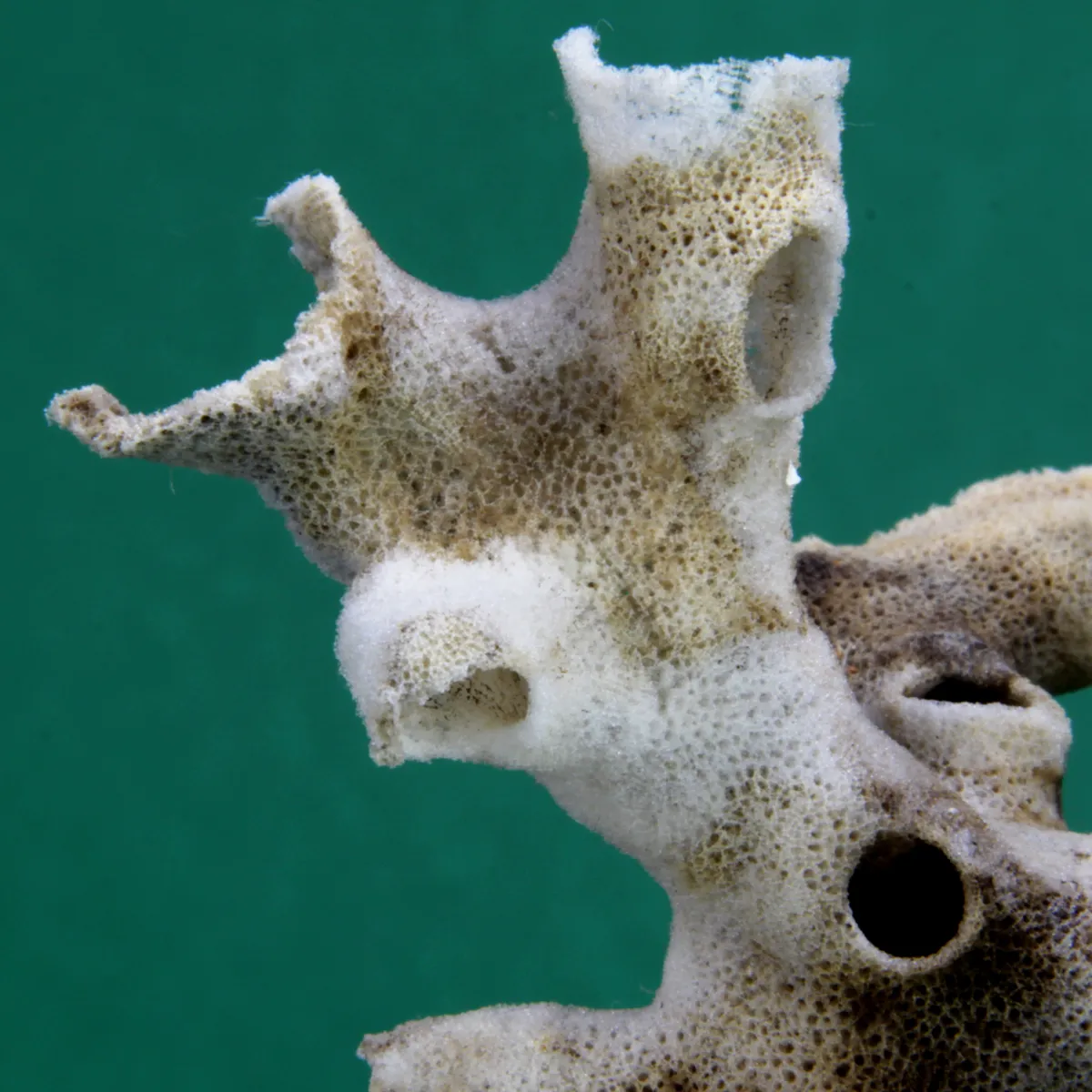 Xenophora Pallidula con Corallo