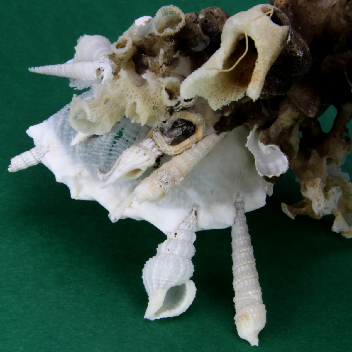 Xenophora Pallidula con Corallo