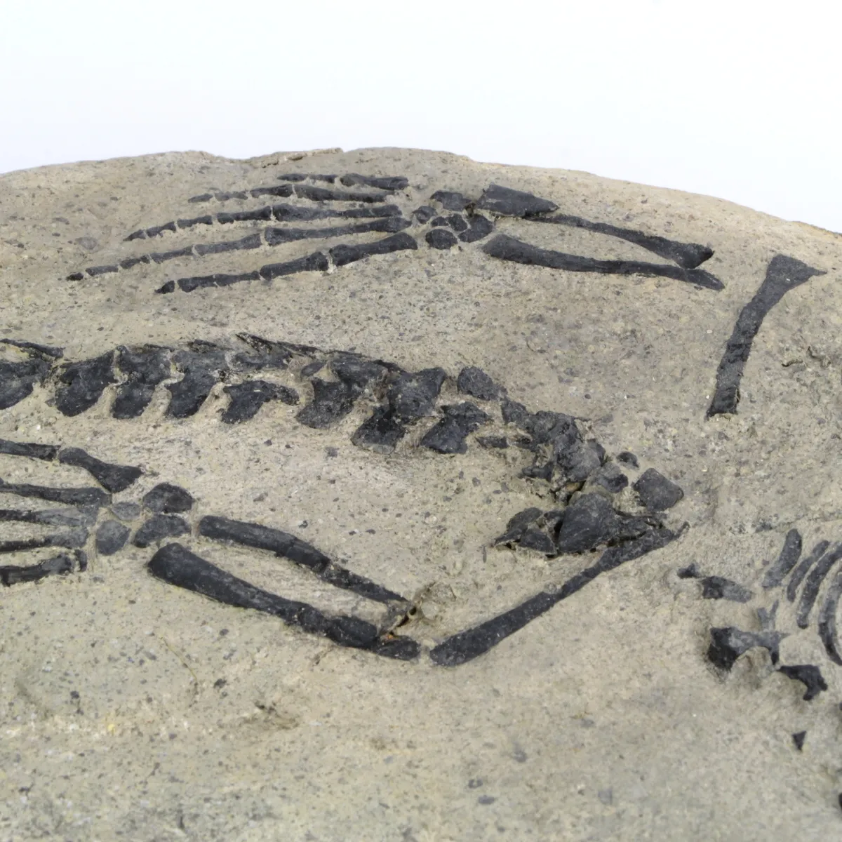 Claudiosaurus Germaini