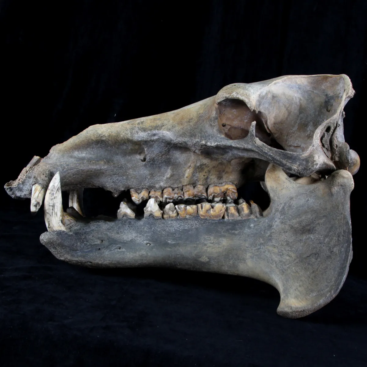 Teschio Fossile di Ippopotamo Lemerlei  
