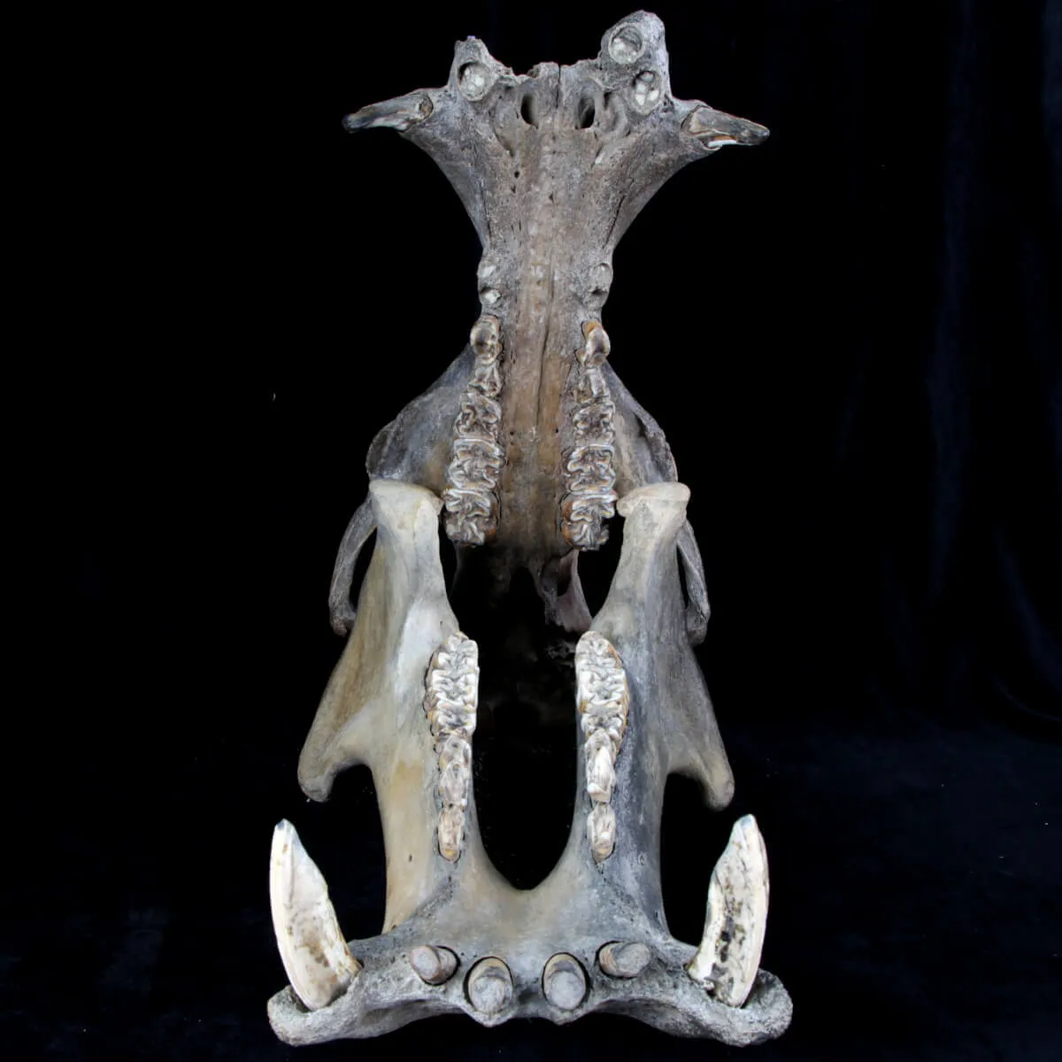 Teschio Fossile di Ippopotamo Lemerlei  