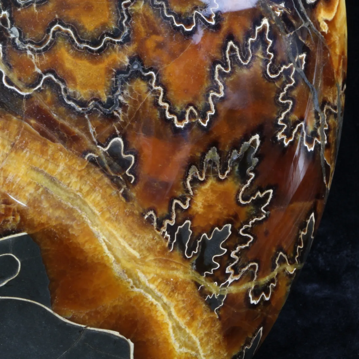 Ammonite Craspedodiscus Discofalcatus