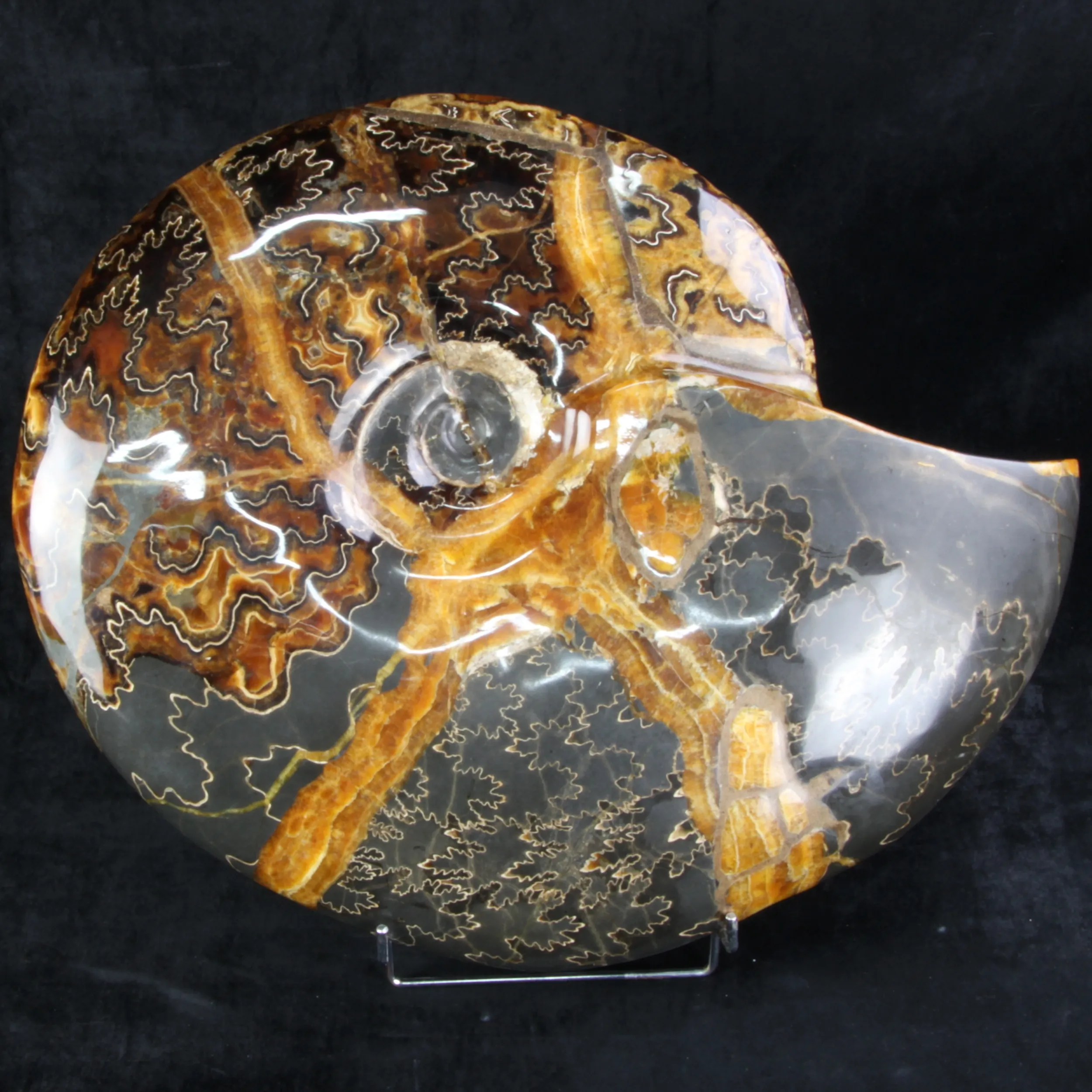 Ammonite Craspedodiscus Discofalcatus