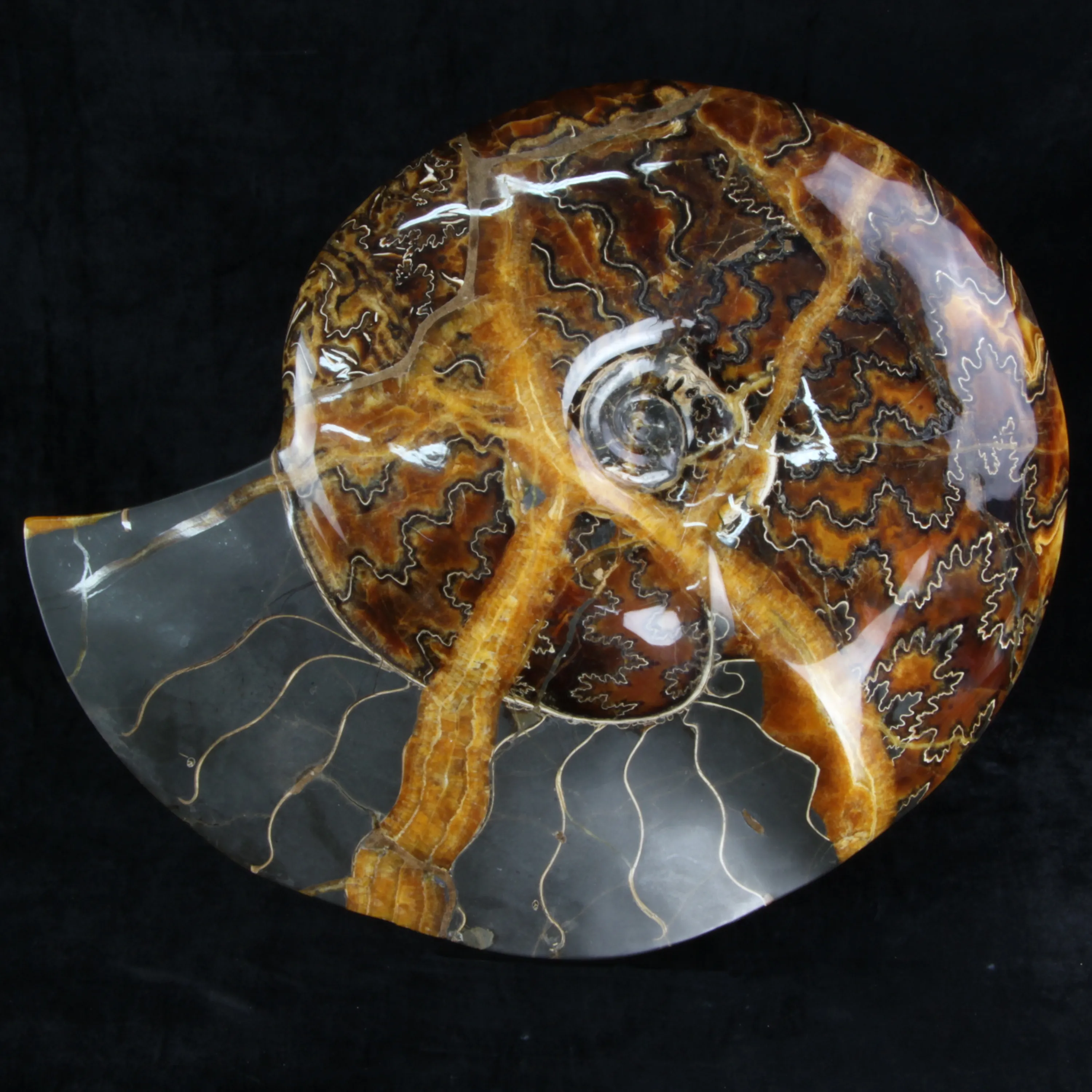 Ammonite Craspedodiscus Discofalcatus