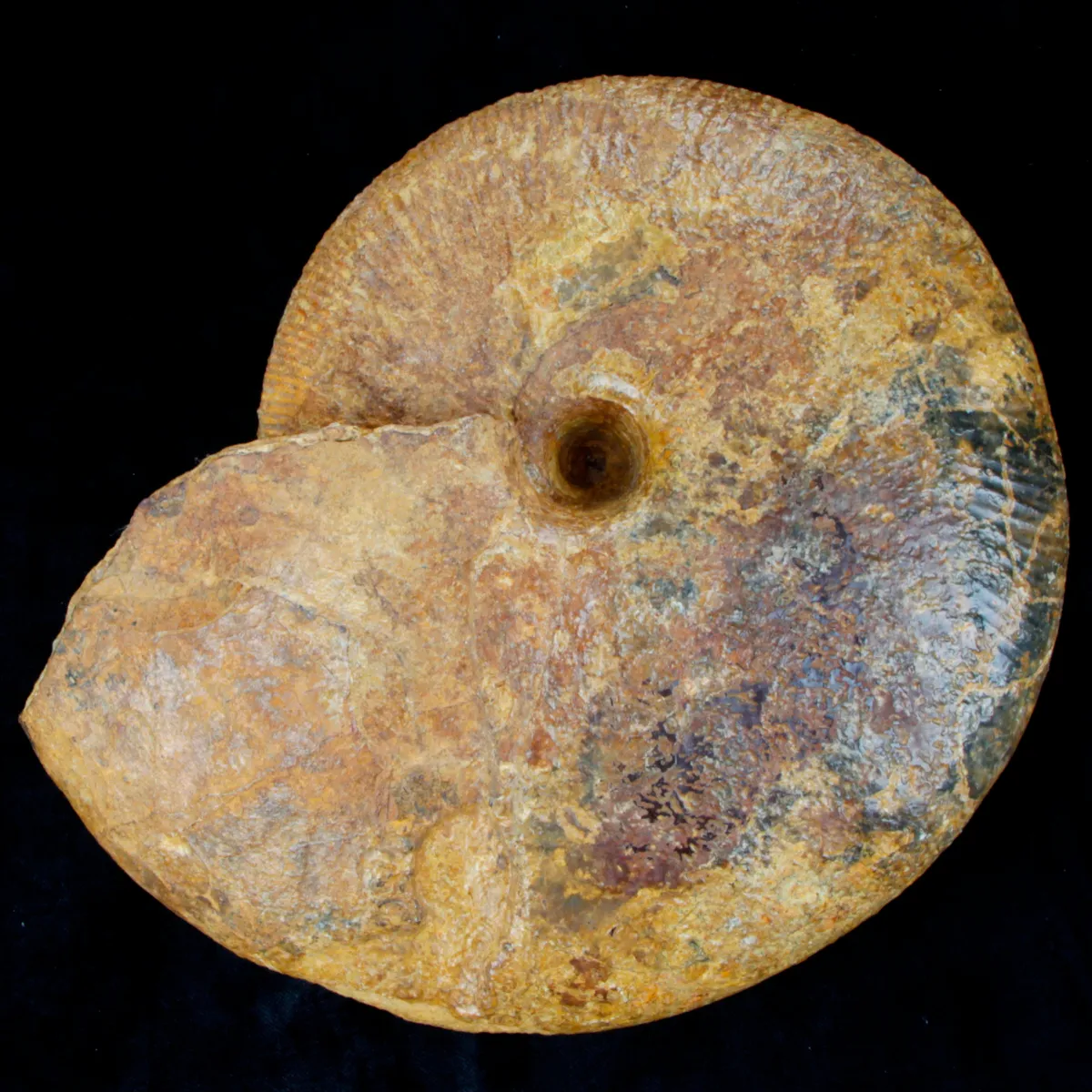 Macrocephalites Ammonite