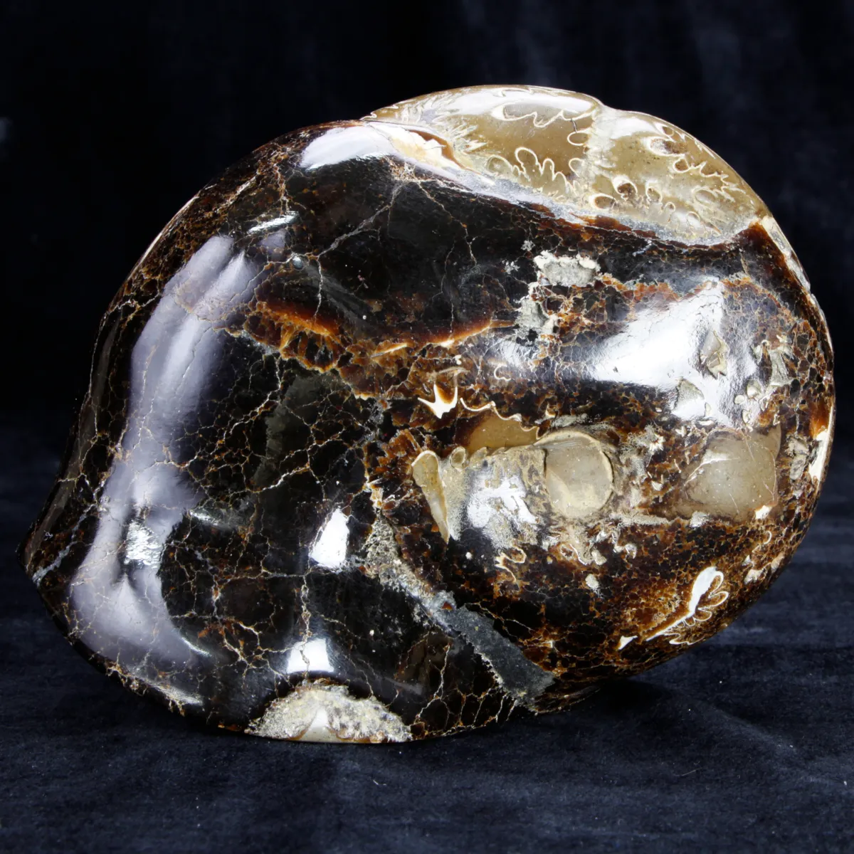 Ammonite Cleoniceras su Septaria