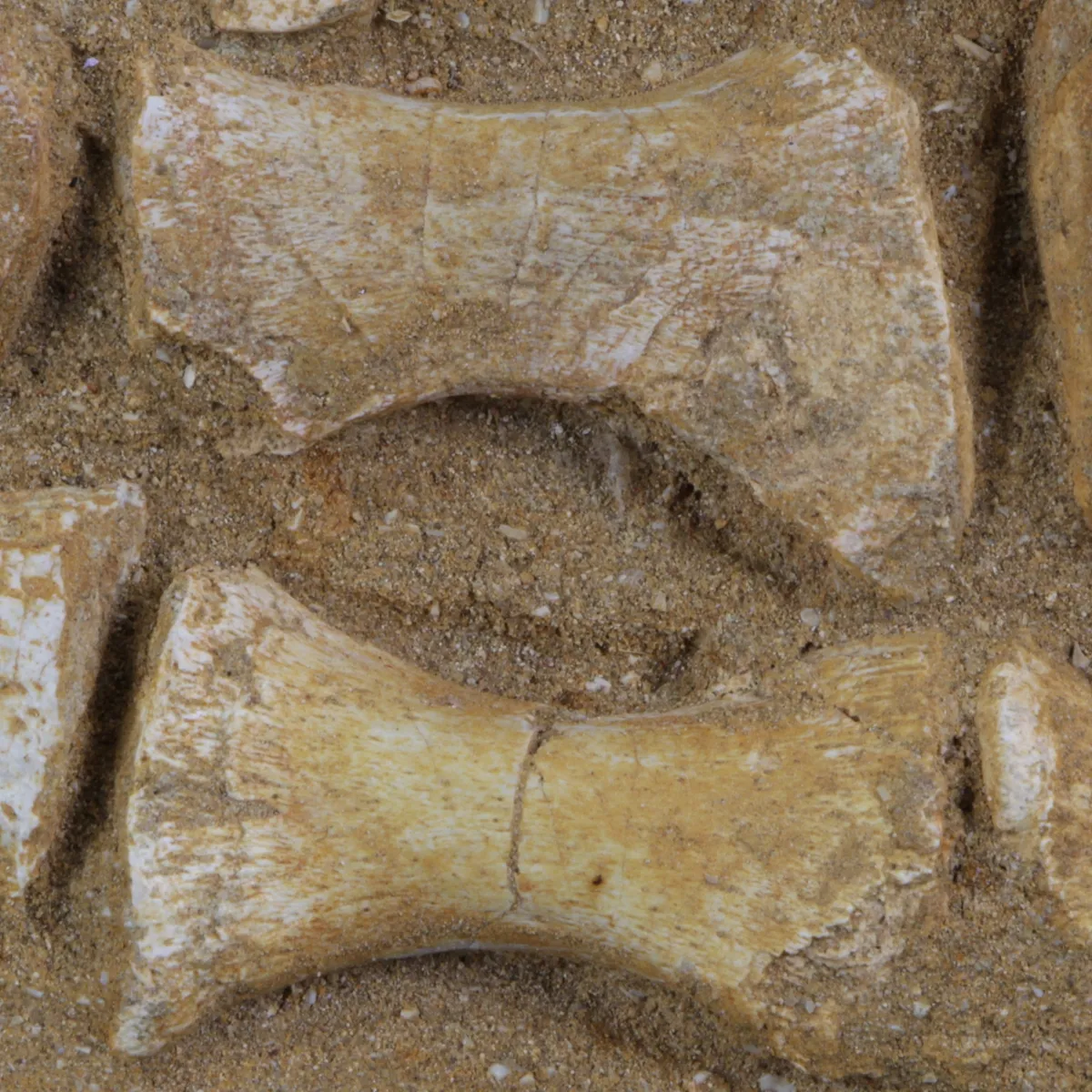 Mosasaurus 
